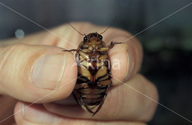 Great Diving Beetle (Dytiscus marginalis)