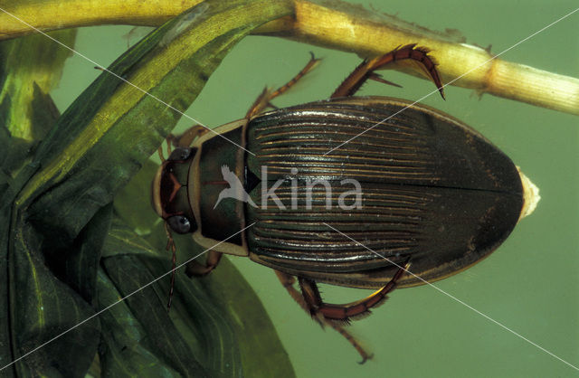 Great Diving Beetle (Dytiscus marginalis)