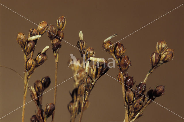 Gewone Ruskokermot (Coleophora alticolella)