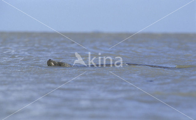 Gewone zeehond (Phoca vitulina)