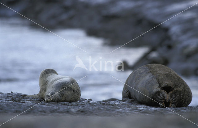 Gewone zeehond (Phoca vitulina)