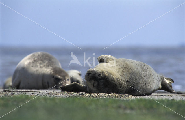 Gewone zeehond (Phoca vitulina)