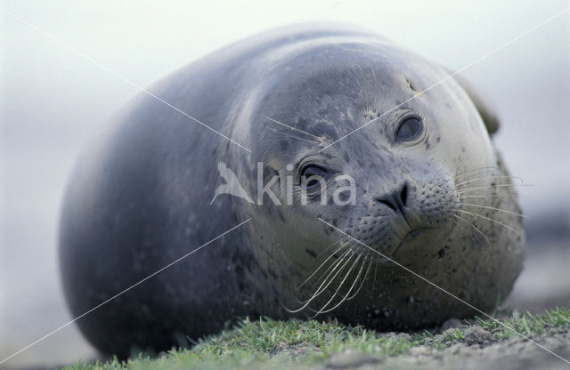 Gewone zeehond (Phoca vitulina)