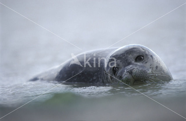 Gewone zeehond (Phoca vitulina)