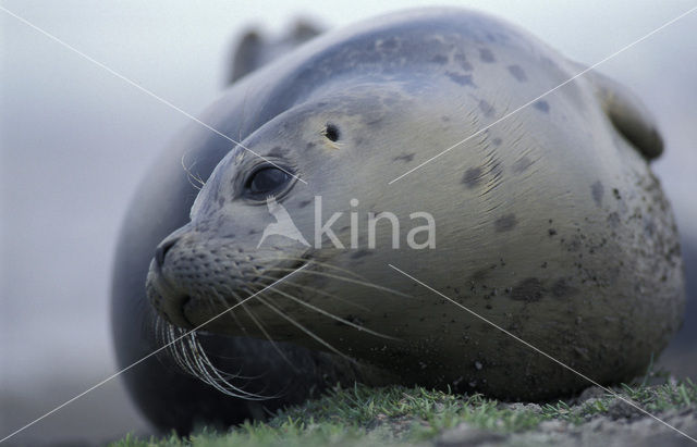 Gewone zeehond (Phoca vitulina)