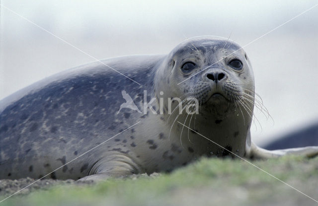 Gewone zeehond (Phoca vitulina)