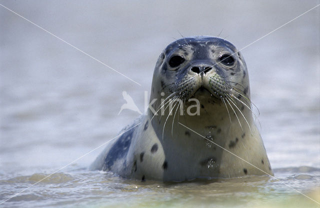 Gewone zeehond (Phoca vitulina)