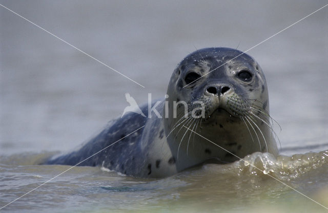 Gewone zeehond (Phoca vitulina)