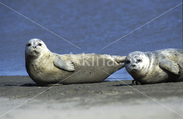 Gewone zeehond (Phoca vitulina)