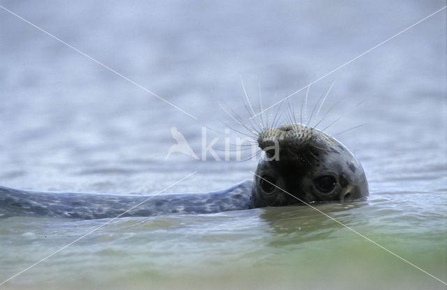 Gewone zeehond (Phoca vitulina)