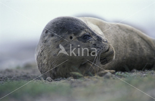 Gewone zeehond (Phoca vitulina)