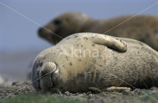 Gewone zeehond (Phoca vitulina)