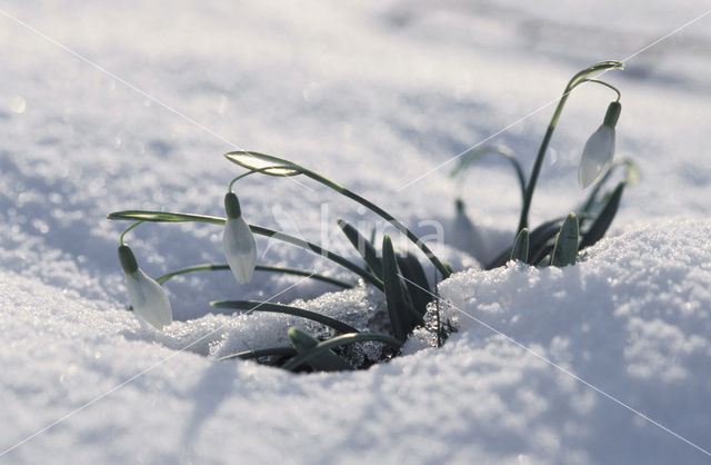 Gewoon sneeuwklokje (Galanthus nivalis)