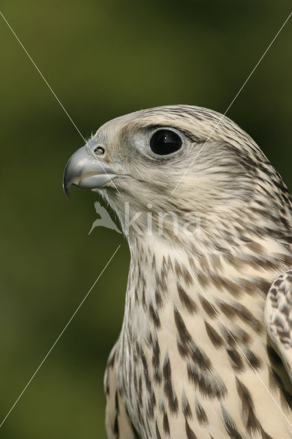 Giervalk (Falco rusticolus)