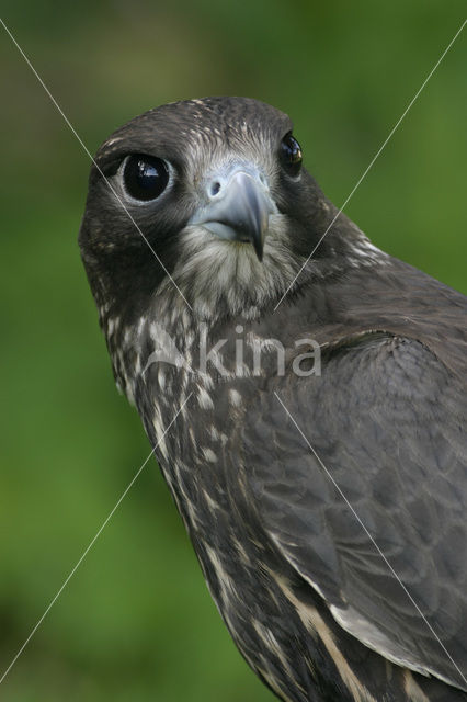 Giervalk (Falco rusticolus)