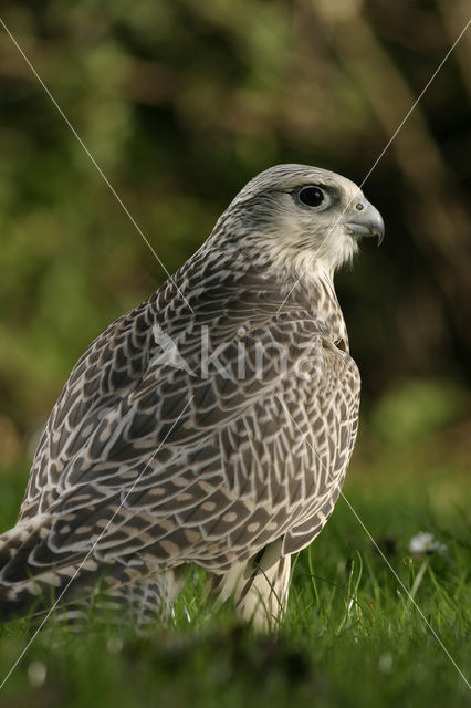 Giervalk (Falco rusticolus)