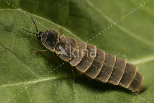 Glow worm (Lampyris noctiluca)