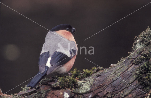 Eurasian Bullfinch (Pyrrhula pyrrhula)