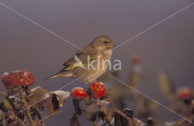 Groenling (Carduelis chloris)