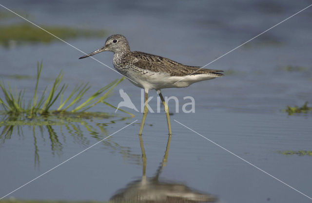 Groenpootruiter (Tringa nebularia)