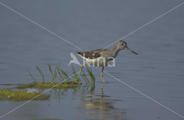 Groenpootruiter (Tringa nebularia)