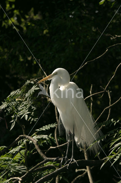 Grote zilverreiger (Casmerodius albus)