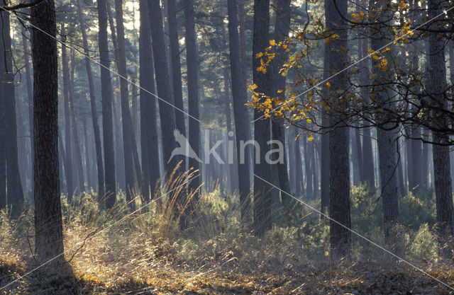 Grove den (Pinus sylvestris)