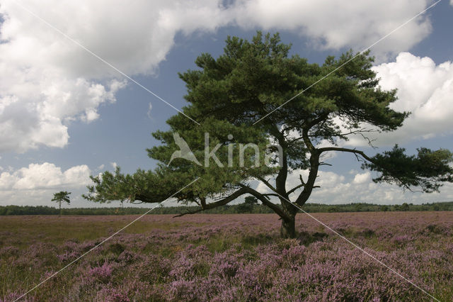 Grove den (Pinus sylvestris)