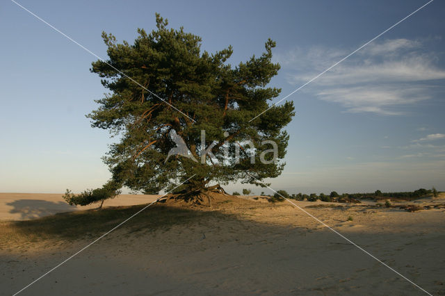 Grove den (Pinus sylvestris)