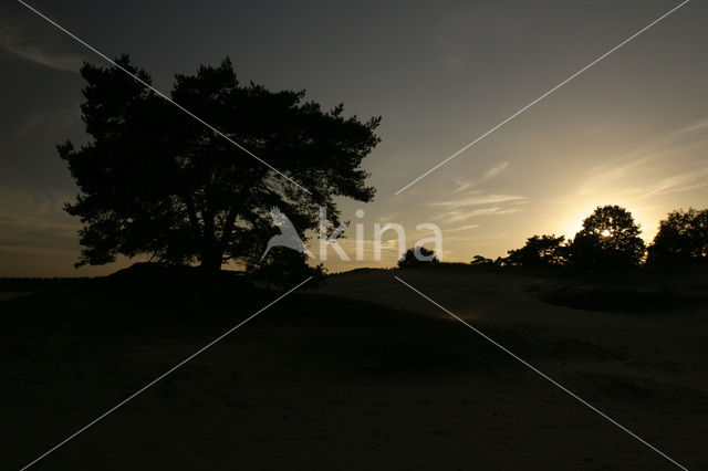 Grove den (Pinus sylvestris)