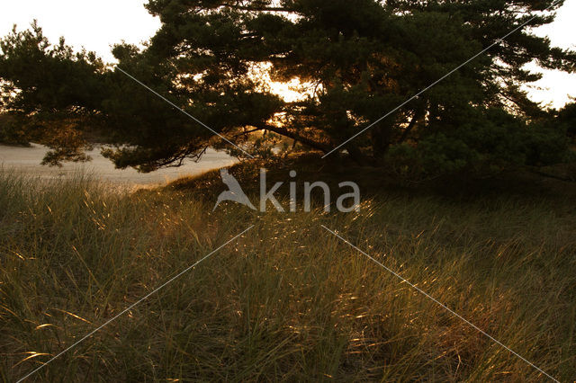 Grove den (Pinus sylvestris)