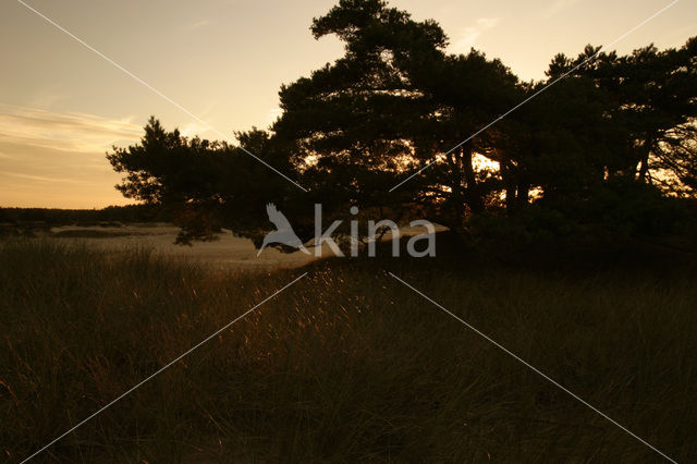 Grove den (Pinus sylvestris)