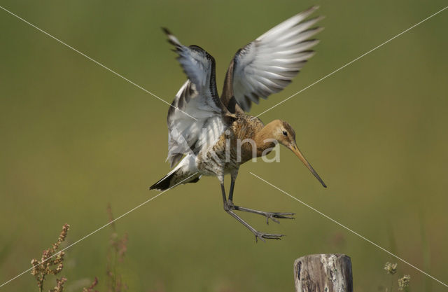 Grutto (Limosa limosa)