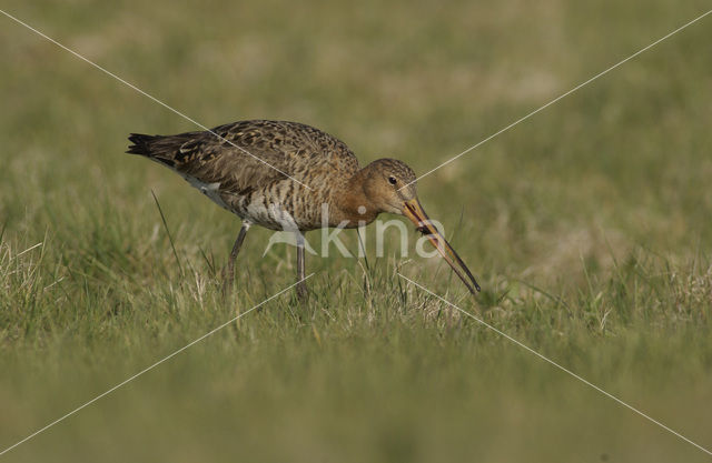 Grutto (Limosa limosa)