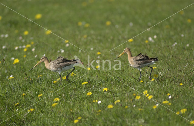 Grutto (Limosa limosa)