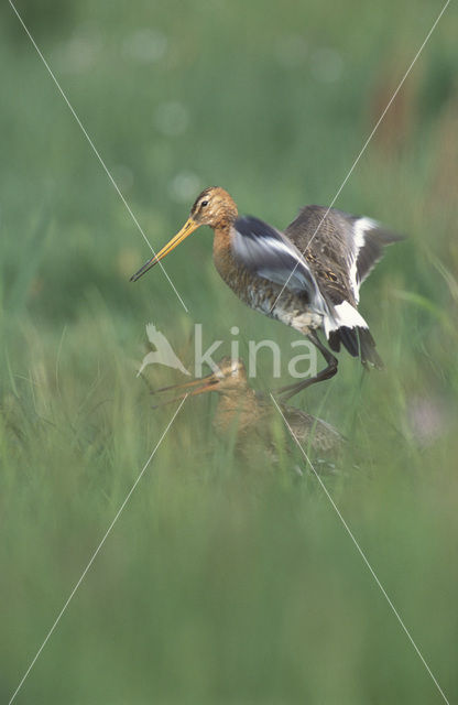 Grutto (Limosa limosa)