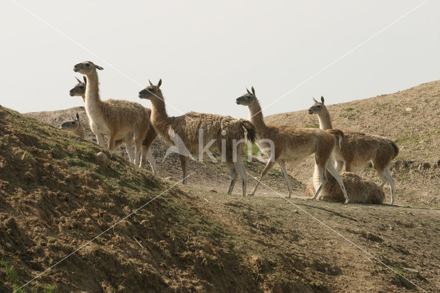 Guanaco (Lama guanicoe)