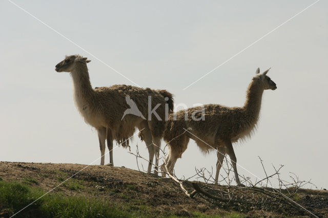 Guanaco (Lama guanicoe)