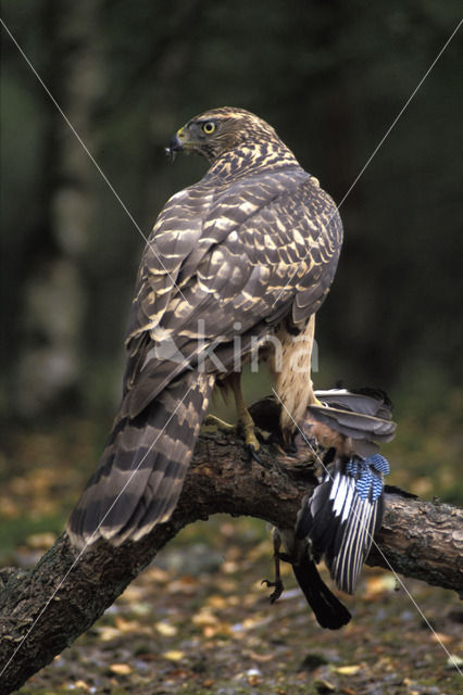 Havik (Accipiter gentilis)