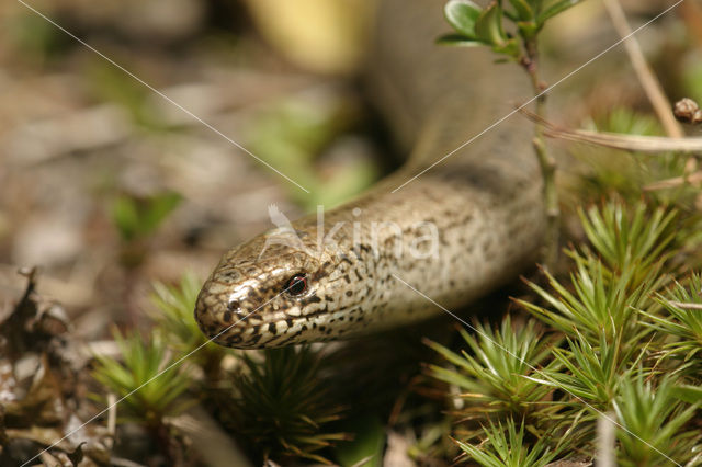 Hazelworm (Anguis fragilis)