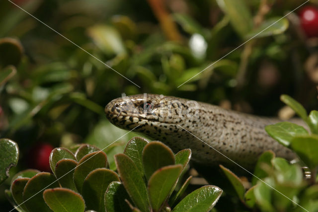 Hazelworm (Anguis fragilis)