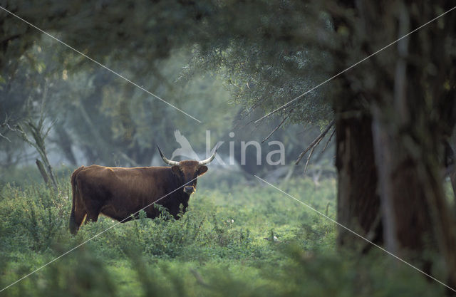 Heckrund (Bos taurus spp)