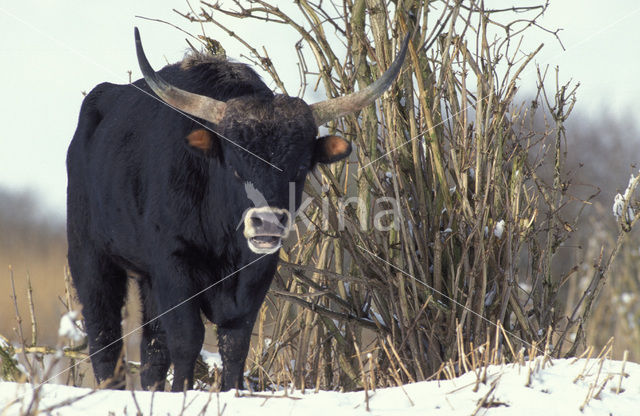 Heckrund (Bos taurus spp)