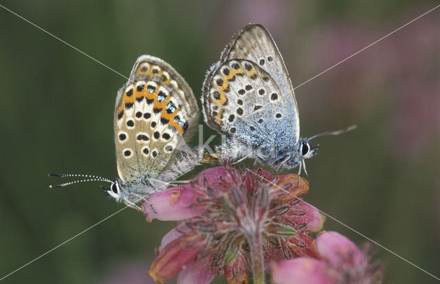 Heideblauwtje (Plebejus argus)