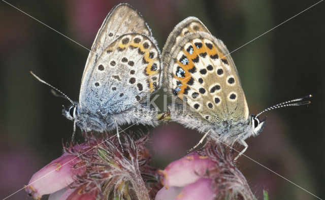 Silver Studded Blue (Plebejus argus)