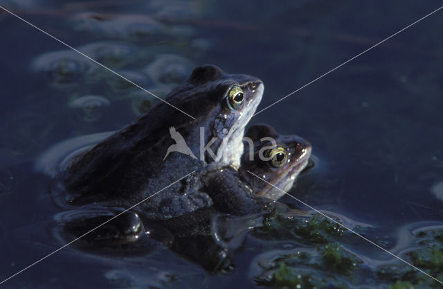 Heikikker (Rana arvalis)