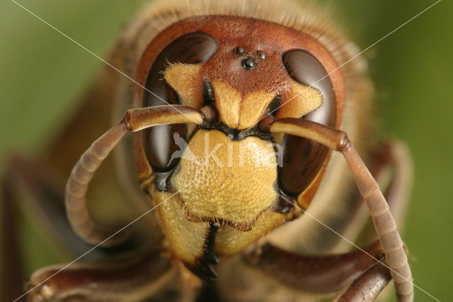 Hoornaar (Vespa crabro L.)