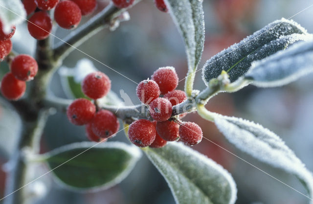 Hulst (Ilex aquifolium)