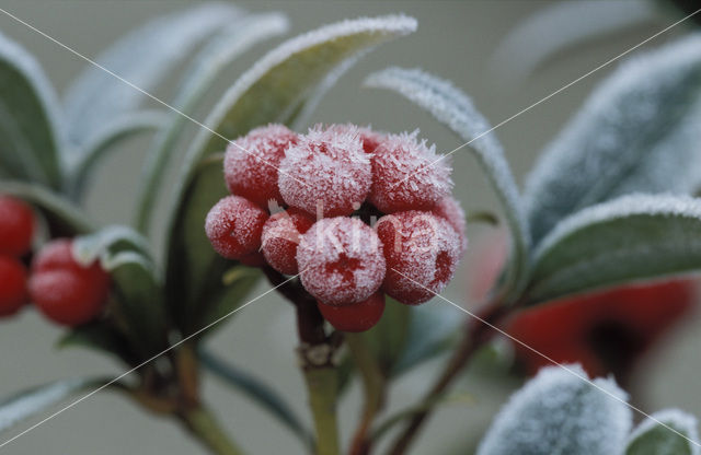 Japanese Skimmia (Skimmia japonica)