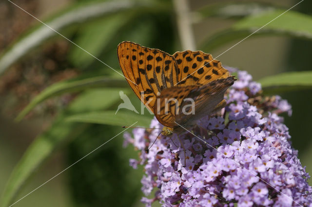 Keizersmantel (Argynnis paphia)